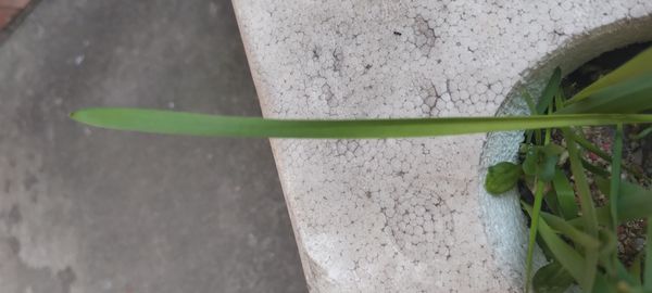 Identificação da planta Grama marinha por foto