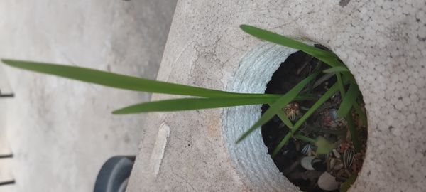 Identificação da planta Puxirum por foto