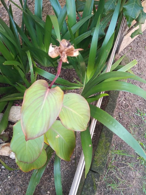 Identificação da planta Biri por foto
