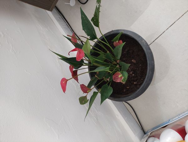 Identificação da planta Micro antúrio por foto