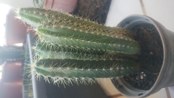 Identificação da planta Cacto Ouriço por foto
