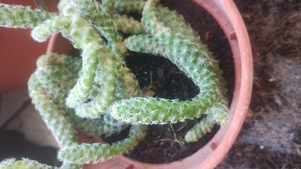 Identificação da planta Dedal por foto