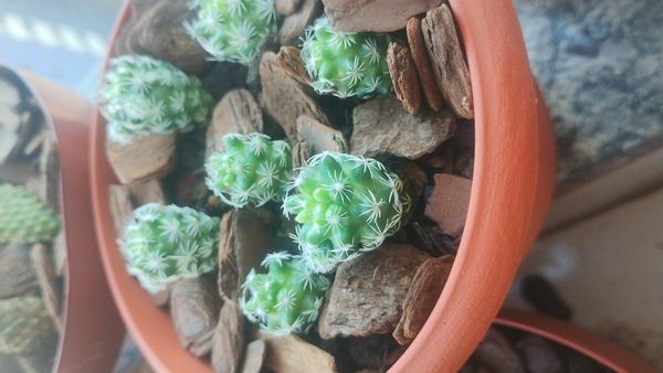 Identificação da planta Cacto-dedal por foto