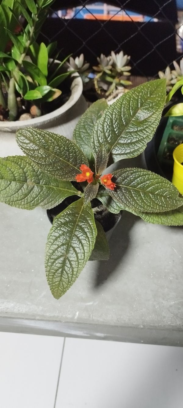 Identificação da planta Canário-vegetal por foto