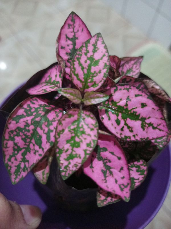 Identificação da planta Planta-pintada por foto