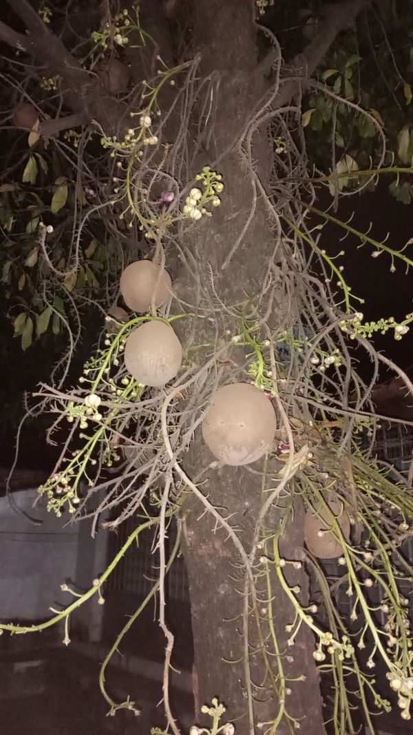 Identificação da planta Abricó-de-macaco por foto