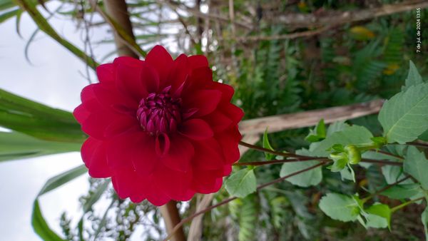 Identificação da planta Dália por foto