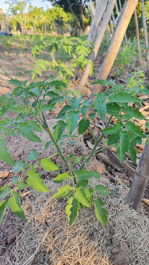 Identificação da planta Tomate cereja por foto