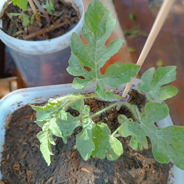 Identificação da planta Melancia por foto