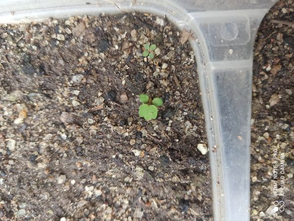 Identificação da planta Olmo-japonês por foto