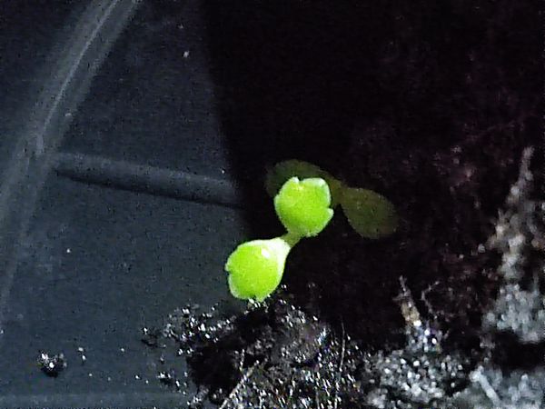 Identificação da planta Brilhantina por foto