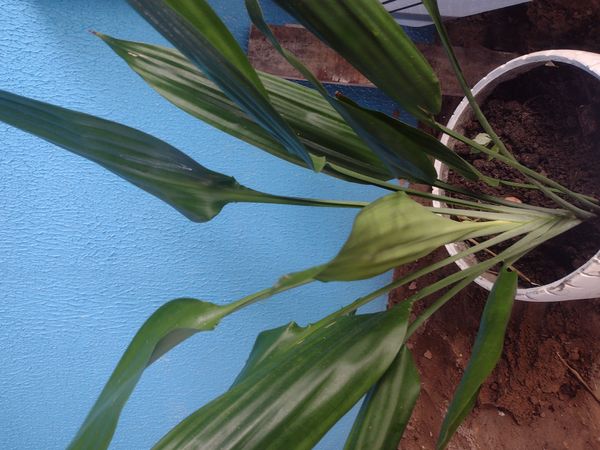 Identificação da planta Dracena por foto