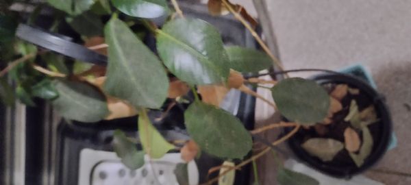 Identificação da planta Dipladênia por foto