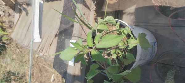 Identificação da planta Picão-preto por foto