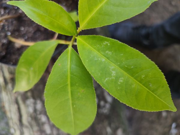 Identificação da planta Leiteiro por foto