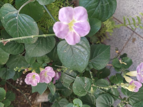 Identificação da planta Rabo-de-gato por foto