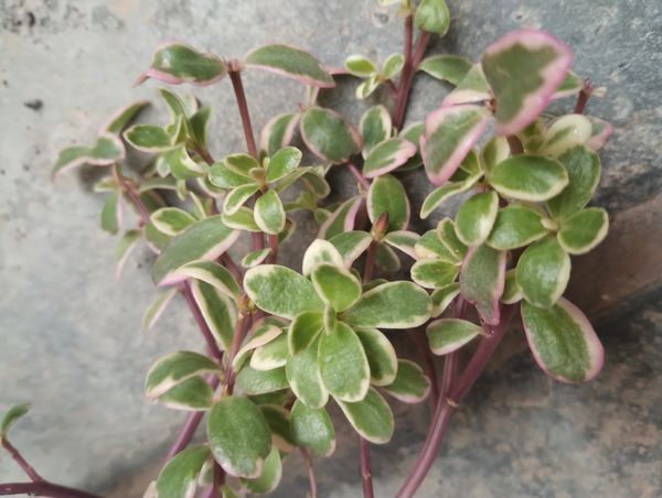 Identificação da planta Flor da fortuna por foto
