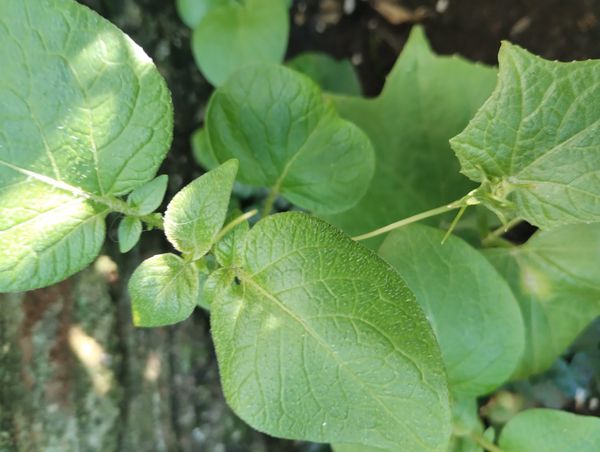 Identificação da planta Batata-inglesa por foto