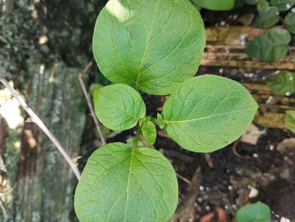 Identificação da planta Batata-inglesa por foto