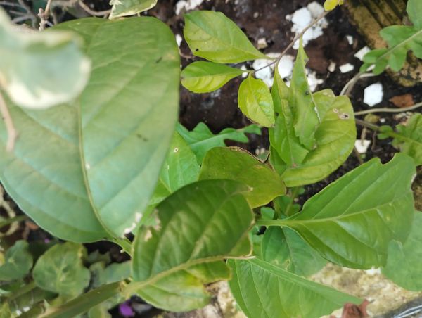 Identificação da planta Maracujá-Doce por foto