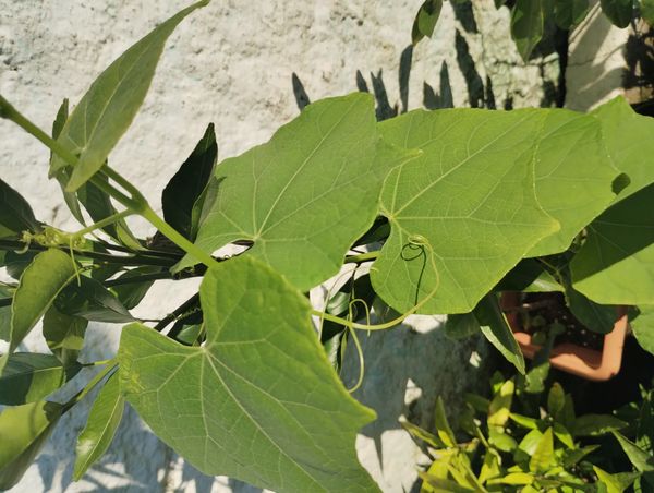 Identificação da planta Xuxu por foto