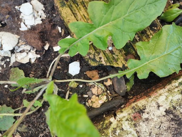 Identificação da planta Crepe do Japão por foto