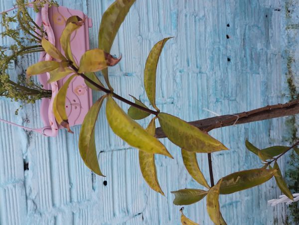 Identificação da planta Alamanda por foto