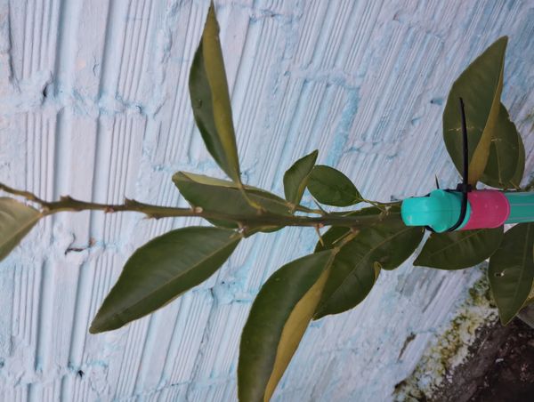 Identificação da planta Limão galego por foto
