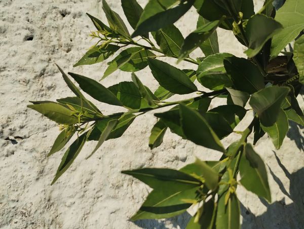 Identificação da planta Mexerica por foto