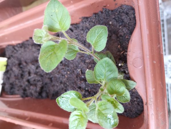 Identificação da planta Manjerona por foto