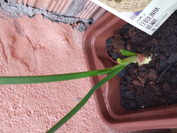 Identificação da planta Cebola por foto
