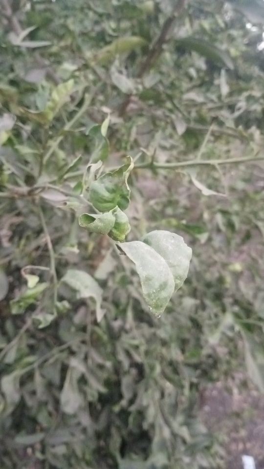 Identificação da planta Limão galego por foto