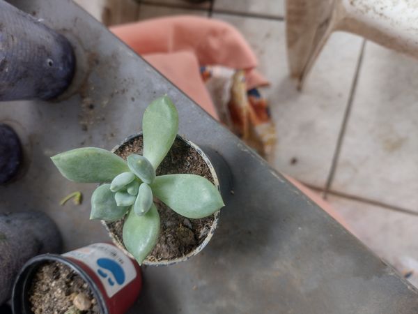 Identificação da planta Dedinho de moça por foto