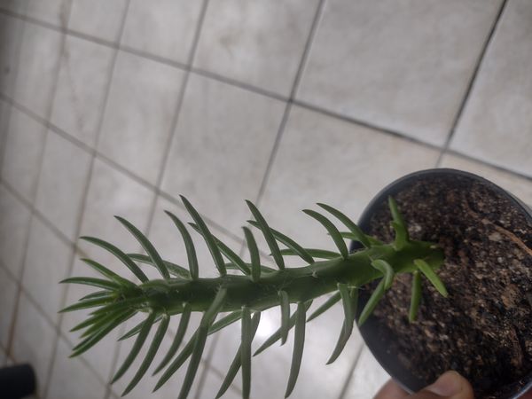 Identificação da planta Agulha de Eva por foto