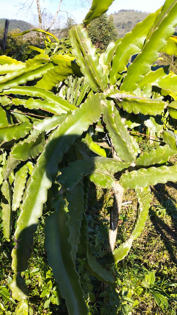 Identificação da planta Pitaia por foto