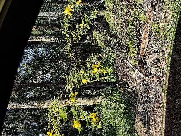 Identificação da planta Canafístula por foto