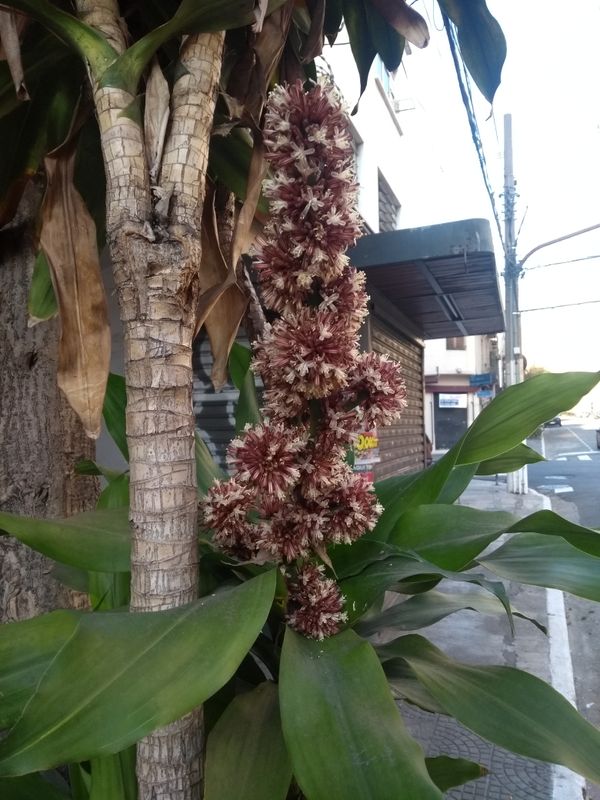 Identificação da planta Pau-d'água por foto