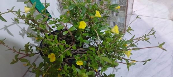 Identificação da planta Onze Horas por foto