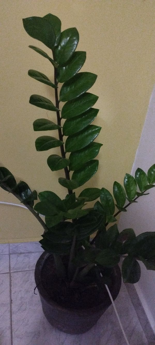 Identificação da planta Zamioculcas por foto