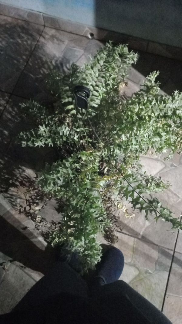 Identificação da planta Samambaia-espada por foto