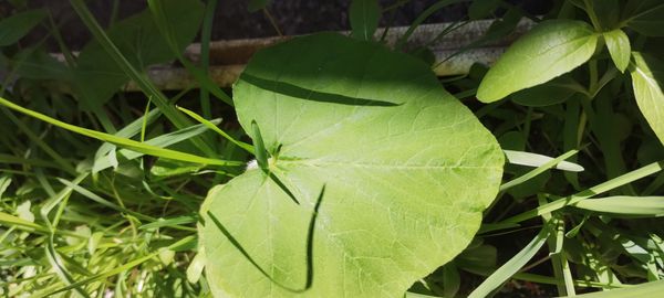 Identificação da planta Abóbora por foto