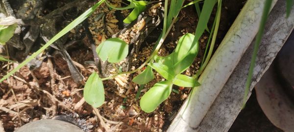 Identificação da planta Íris dourada por foto