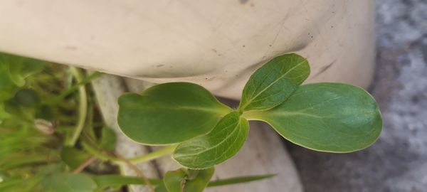 Identificação da planta Erva-do-cão por foto