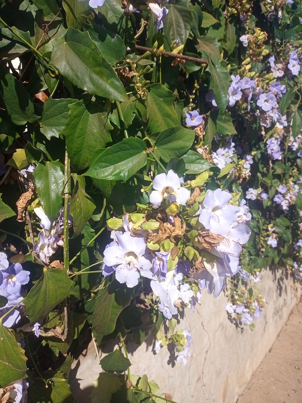 Identificação da planta Tumbérgia por foto