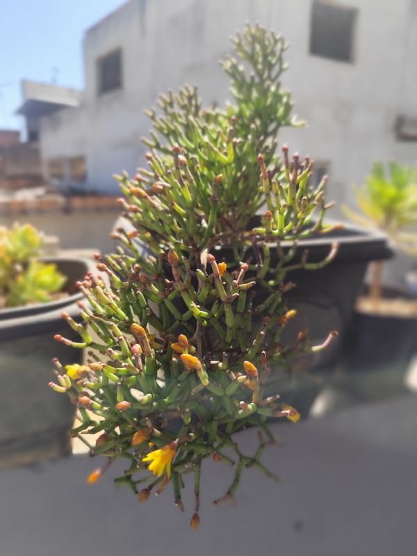 Identificação da planta Flor-de-maio por foto