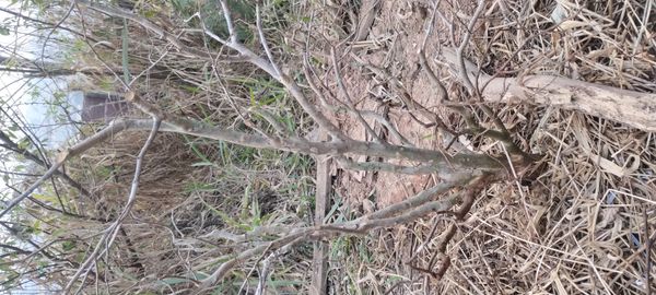 Identificação da planta Cereja-do-rio-grande por foto