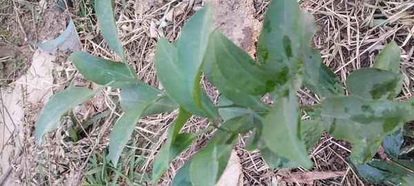 Identificação da planta Limão galego por foto