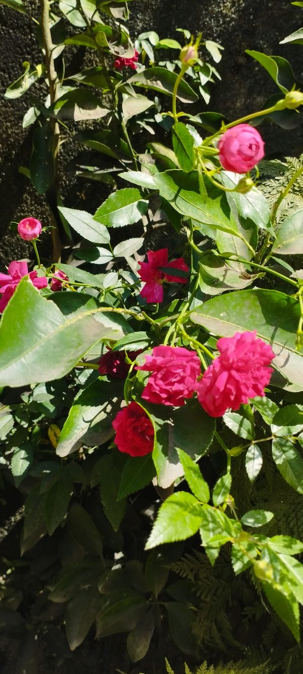 Identificação da planta Rosa Damascena por foto