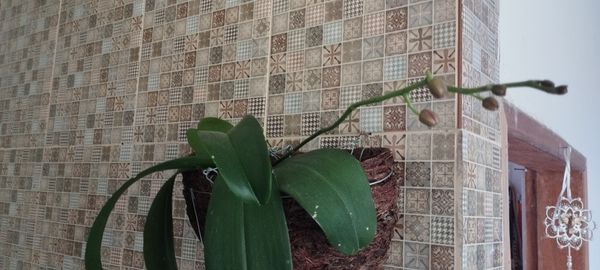 Identificação da planta Orquídea-Phalaenopsis por foto