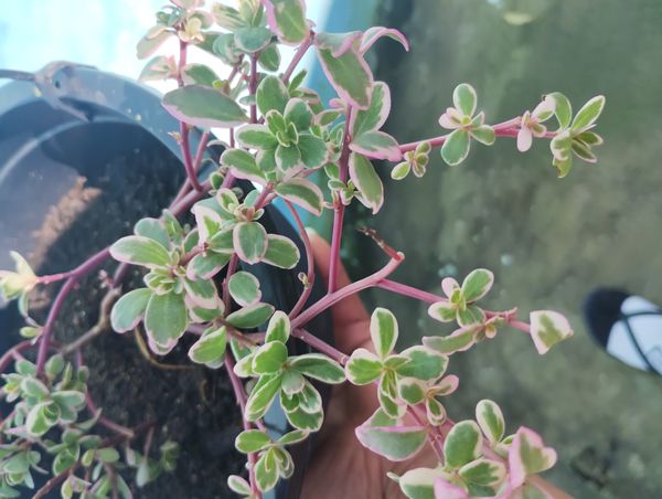 Identificação da planta Onze Horas por foto